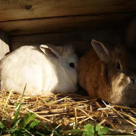 Farm stay Paulhof Am Chiemsee Seeon-Seebruck