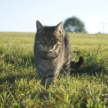 Paulhof Am Chiemsee *